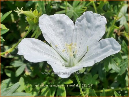 Geranium sanguineum &#039;Snowflake&#039; | Bermooievaarsbek, Ooievaarsbek, Tuingeranium, Geranium | Blut-Storchschnabel | Bloo