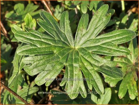 Geranium sanguineum &#039;Snowflake&#039; | Bermooievaarsbek, Ooievaarsbek, Tuingeranium, Geranium | Blut-Storchschnabel | Bloo