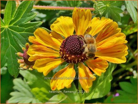 Helenium &#039;Flamenco&#039; | Zonnekruid | Sonnenbraut | Helen&#039;s Flower