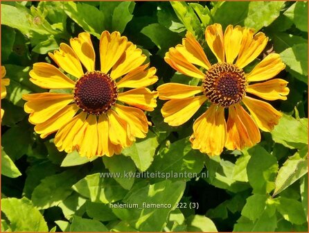 Helenium &#039;Flamenco&#039; | Zonnekruid | Sonnenbraut | Helen&#039;s Flower