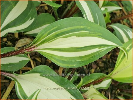 Hosta &#039;Raspberry Sundae&#039; | Hosta, Hartlelie, Funkia | Funkie | Hosta