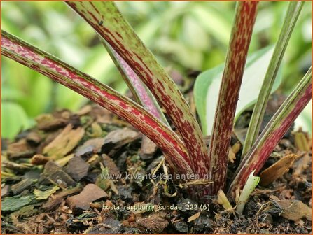 Hosta &#039;Raspberry Sundae&#039; | Hosta, Hartlelie, Funkia | Funkie | Hosta