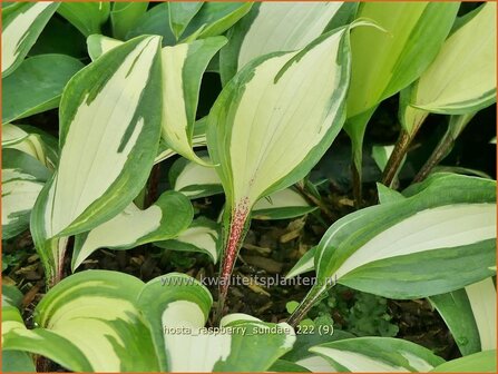 Hosta &#039;Raspberry Sundae&#039; | Hosta, Hartlelie, Funkia | Funkie | Hosta