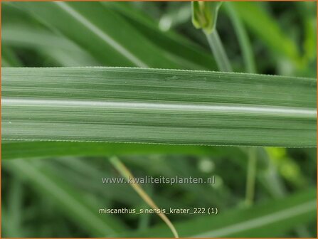 Miscanthus sinensis &#039;Krater&#039; | Chinees prachtriet, Chinees riet, Japans sierriet, Sierriet | Chinaschilf | Eulalia gr