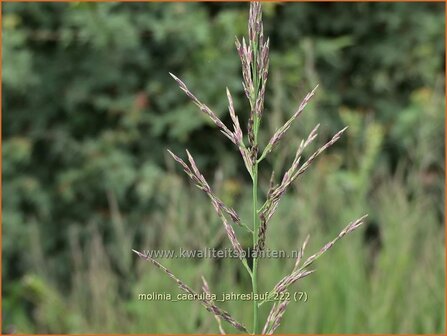 Molinia caerulea &#039;Jahreslauf&#039; | Pijpenstrootje | Kleines Pfeifengras | Purple Moorgrass