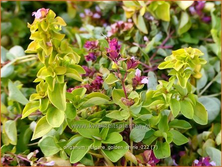 Origanum vulgare &#039;Golden Shine&#039; | Wilde marjolein, Oregano, Marjolein, Majoraan | Gelbbl&auml;ttriger Heideg&uuml;nsel | Wild