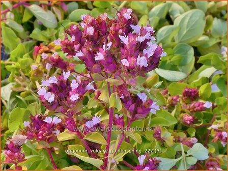 Origanum vulgare &#039;Golden Shine&#039; | Wilde marjolein, Oregano, Marjolein, Majoraan | Gelbbl&auml;ttriger Heideg&uuml;nsel | Wild