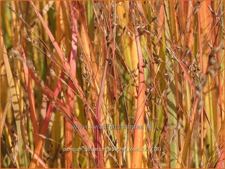 Panicum virgatum &#039;Apache Rose&#039; | Vingergras, Parelgierst | Rutenhirse | Wand Panic Grass