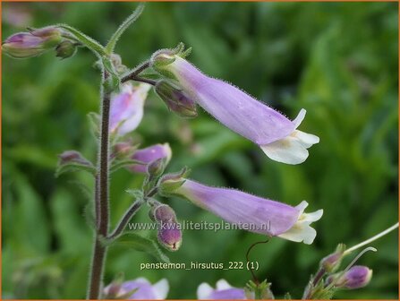 Penstemon hirsutus | Slangenkop, Schildpadbloem | Rauhaariger Bartfaden | Hairy Beardtongue