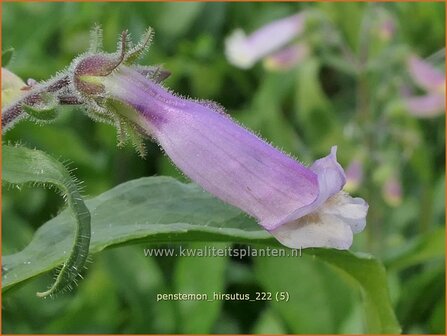 Penstemon hirsutus | Slangenkop, Schildpadbloem | Rauhaariger Bartfaden | Hairy Beardtongue