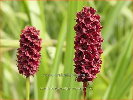 Sanguisorba &#039;Maartje&#039;s Merlot&#039; | Pimpernel, Sorbenkruid | Wiesenknopf | Burnet