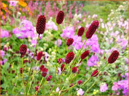 Sanguisorba &#039;Miss Elly&#039; | Pimpernel, Sorbenkruid | Wiesenknopf | Burnet