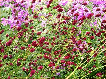 Sanguisorba &#039;Miss Elly&#039; | Pimpernel, Sorbenkruid | Wiesenknopf | Burnet