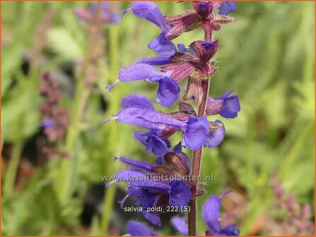 Salvia &#039;Poldi&#039; | Salie, Salvia | Salbei | Sage