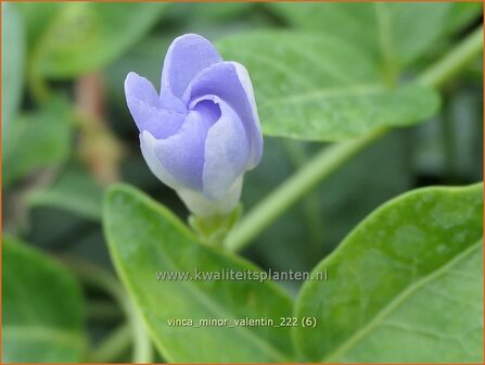 Vinca minor &#039;Valentin&#039; | Kleine maagdenpalm, Maagdenpalm | Kleines Immergr&uuml;n | Lesser Periwinkle