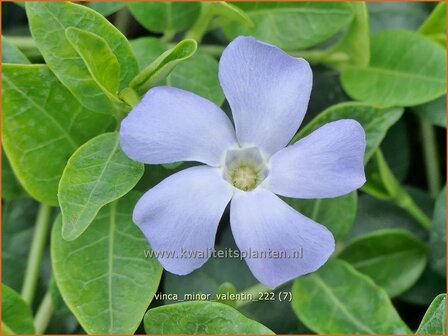 Vinca minor &#039;Valentin&#039; | Kleine maagdenpalm, Maagdenpalm | Kleines Immergr&uuml;n | Lesser Periwinkle