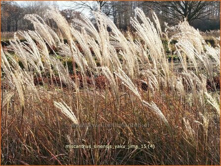 Miscanthus sinensis &#039;Yaku Jima&#039; | Chinees prachtriet, Chinees riet, Japans sierriet, Sierriet | Chinaschilf | Eulalia