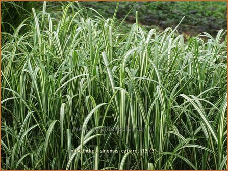 Miscanthus sinensis &#039;Cabaret&#039; | Chinees prachtriet, Chinees riet, Japans sierriet, Sierriet | Chinaschilf | Eulalia g