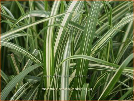 Miscanthus sinensis &#039;Cabaret&#039; | Chinees prachtriet, Chinees riet, Japans sierriet, Sierriet | Chinaschilf | Eulalia g