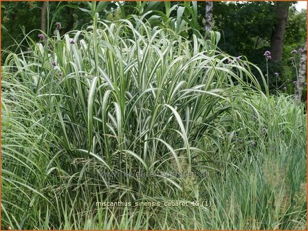 Miscanthus sinensis &#039;Cabaret&#039; | Chinees prachtriet, Chinees riet, Japans sierriet, Sierriet | Chinaschilf | Eulalia g