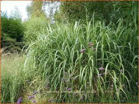 Miscanthus sinensis &#039;Cabaret&#039; | Chinees prachtriet, Chinees riet, Japans sierriet, Sierriet | Chinaschilf | Eulalia g