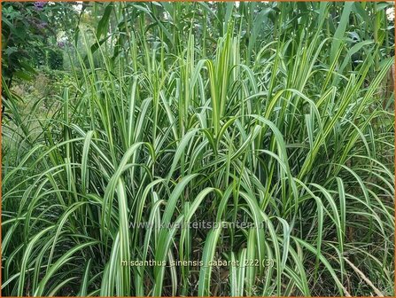 Miscanthus sinensis &#039;Cabaret&#039; | Chinees prachtriet, Chinees riet, Japans sierriet, Sierriet | Chinaschilf | Eulalia g