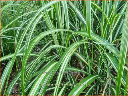 Miscanthus sinensis &#039;Cabaret&#039; | Chinees prachtriet, Chinees riet, Japans sierriet, Sierriet | Chinaschilf | Eulalia g