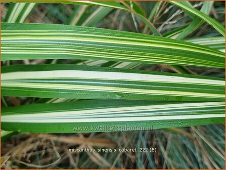 Miscanthus sinensis &#039;Cabaret&#039; | Chinees prachtriet, Chinees riet, Japans sierriet, Sierriet | Chinaschilf | Eulalia g