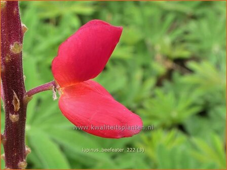 Lupinus &#039;Beefeater&#039; | Lupine | Lupine | Lupin