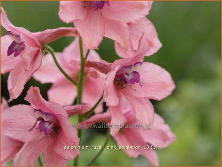 Delphinium ruysii &#039;Pink Sensation&#039; | Ridderspoor | Ruys-Rittersporn | Larkspur