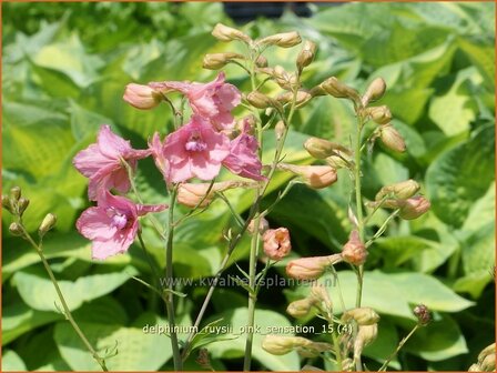 Delphinium ruysii &#039;Pink Sensation&#039; | Ridderspoor | Ruys-Rittersporn | Larkspur