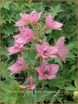 Delphinium ruysii &#039;Pink Sensation&#039; | Ridderspoor | Ruys-Rittersporn | Larkspur