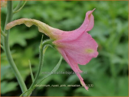 Delphinium ruysii &#039;Pink Sensation&#039; | Ridderspoor | Ruys-Rittersporn | Larkspur