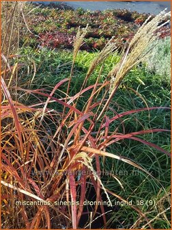 Miscanthus sinensis &#039;Dronning Ingrid&#039; | Chinees prachtriet, Chinees riet, Japans sierriet, Sierriet | Chinaschilf | E