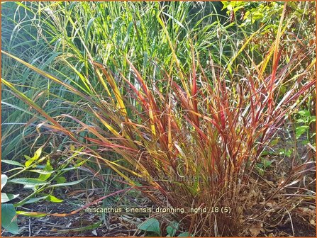 Miscanthus sinensis &#039;Dronning Ingrid&#039; | Chinees prachtriet, Chinees riet, Japans sierriet, Sierriet | Chinaschilf | E