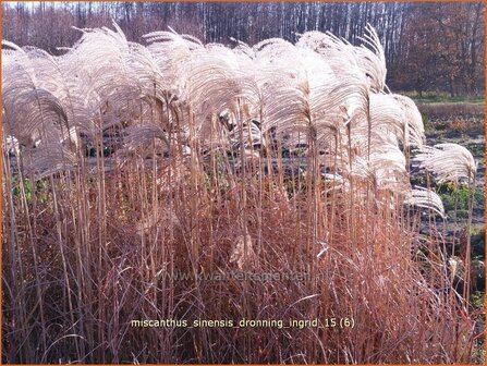 Miscanthus sinensis &#039;Dronning Ingrid&#039; | Chinees prachtriet, Chinees riet, Japans sierriet, Sierriet | Chinaschilf | E