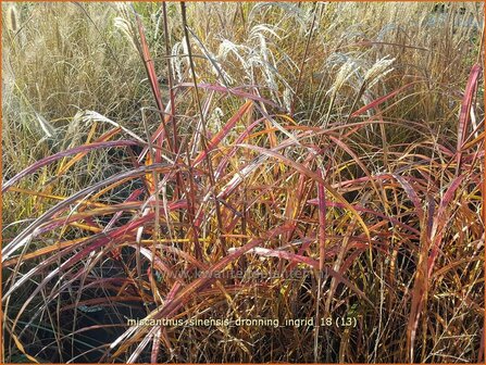 Miscanthus sinensis &#039;Dronning Ingrid&#039; | Chinees prachtriet, Chinees riet, Japans sierriet, Sierriet | Chinaschilf | E