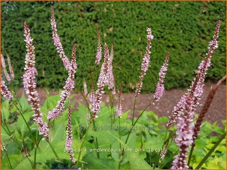 Persicaria amplexicaulis &#039;Fine Pink&#039; | Doorgroeide duizendknoop, Adderwortel, Duizendknoop | Kerzenkn&ouml;terich | Mount