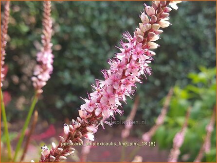 Persicaria amplexicaulis &#039;Fine Pink&#039; | Doorgroeide duizendknoop, Adderwortel, Duizendknoop | Kerzenkn&ouml;terich | Mount