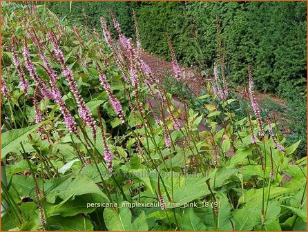 Persicaria amplexicaulis &#039;Fine Pink&#039; | Doorgroeide duizendknoop, Adderwortel, Duizendknoop | Kerzenkn&ouml;terich | Mount