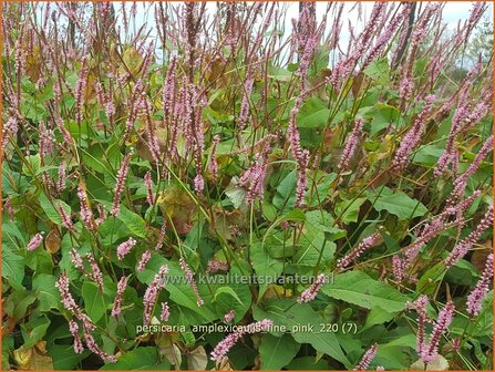 Persicaria amplexicaulis &#039;Fine Pink&#039; | Doorgroeide duizendknoop, Adderwortel, Duizendknoop | Kerzenkn&ouml;terich | Mount