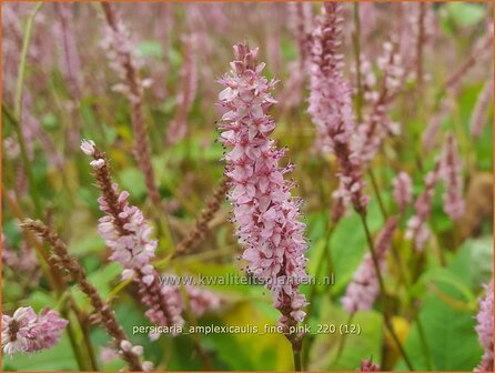 Persicaria amplexicaulis &#039;Fine Pink&#039; | Doorgroeide duizendknoop, Adderwortel, Duizendknoop | Kerzenkn&ouml;terich | Mount