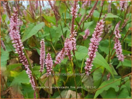 Persicaria amplexicaulis &#039;Fine Pink&#039; | Doorgroeide duizendknoop, Adderwortel, Duizendknoop | Kerzenkn&ouml;terich | Mount