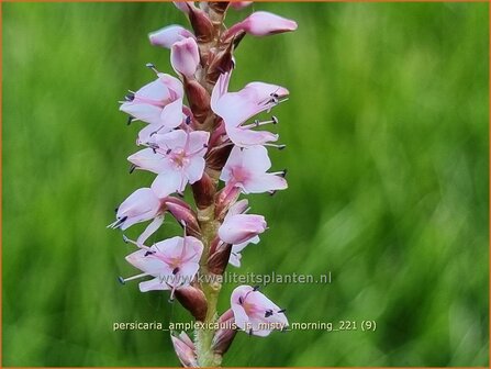 Persicaria amplexicaulis &#039;JS Misty Morning&#039; | Doorgroeide duizendknoop, Adderwortel, Duizendknoop | Kerzenkn&ouml;terich 