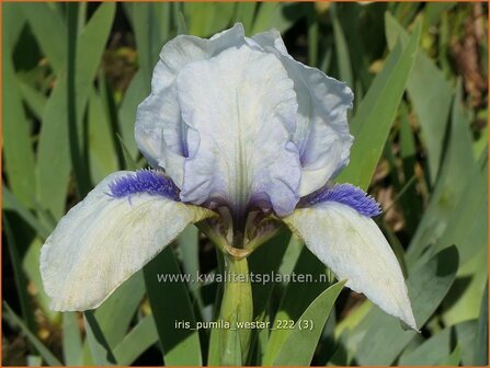 Iris pumila &#039;Westar&#039; | Dwerglis, Zwaardlelie, Iris, Lis | Zwerg-Schwertlilie | Dwarf Iris