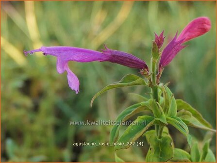 Agastache &#039;Rosie Posie&#039; | Dropplant, Anijsnetel | Duftnessel | Giant Hyssop