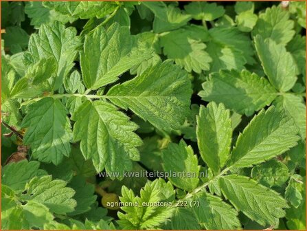 Agrimonia eupatoria | Agrimonie | Kleiner Odermennig | Churchsteeples