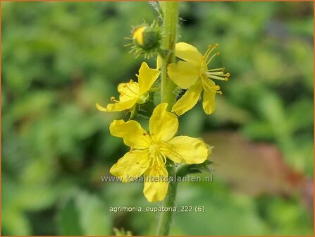 Agrimonia eupatoria | Agrimonie | Kleiner Odermennig | Churchsteeples