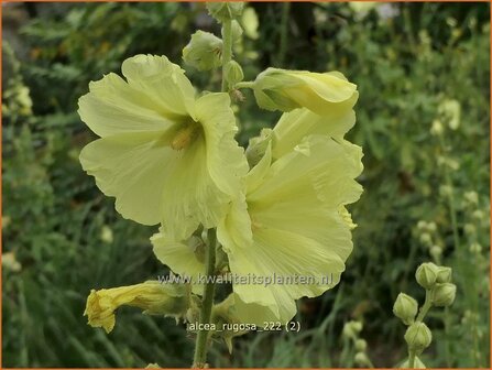 Alcea rugosa | Stokroos | Runzelige Stockrose | Russian Hollyhock