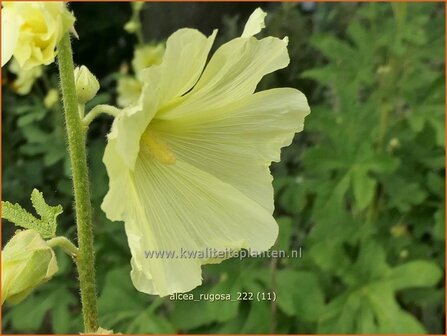 Alcea rugosa | Stokroos | Runzelige Stockrose | Russian Hollyhock